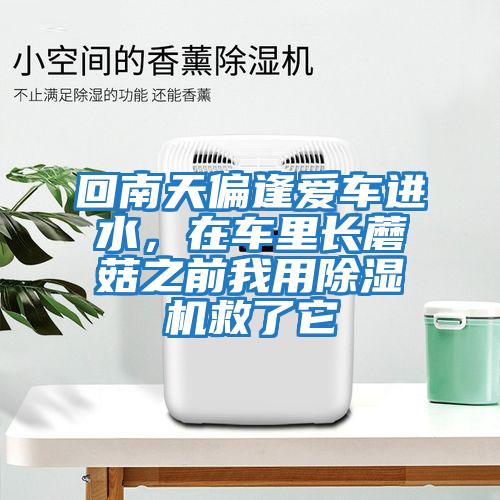 回南天偏逢愛(ài)車進(jìn)水,在車?yán)镩L(zhǎng)蘑菇之前我用除濕機(jī)救了它